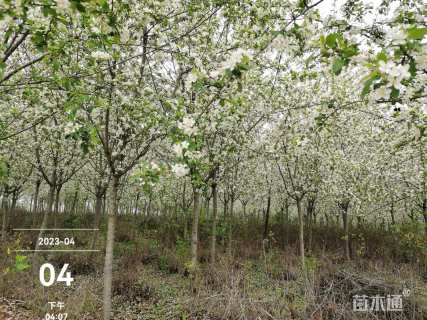 10公分八棱海棠