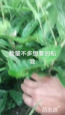 0.3公分柞树