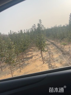 3公分北美海棠