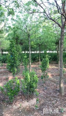 9公分皂荚