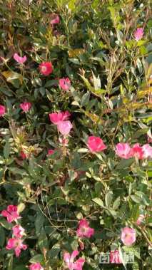 高度50厘米丰花月季