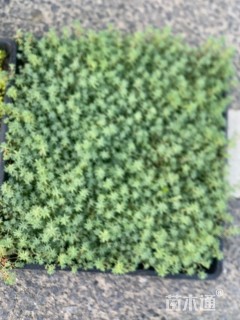 高度5厘米中华景天