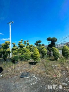 10公分造型亮晶女贞