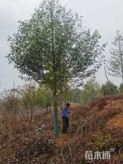 15公分乐昌含笑