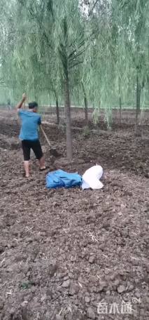 12公分西湖垂柳