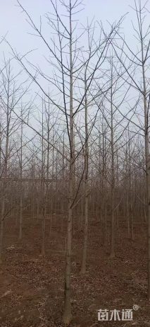 30公分银杏