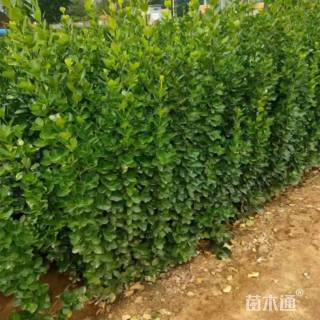 高度30厘米大叶黄杨小苗