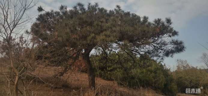 高度500厘米油松