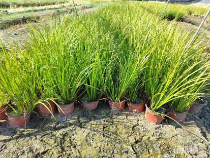 高度30厘米金叶石菖蒲