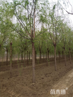 12公分青皮垂柳