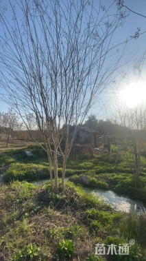 高度350厘米丛生紫薇