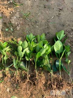 高度10厘米北海道黄杨