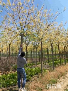 12公分黄金槐