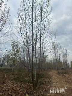 高度600厘米丛生白蜡