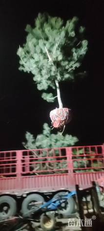 高度250厘米黑松