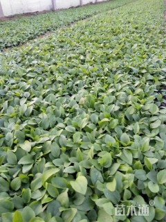 高度15厘米松果菊