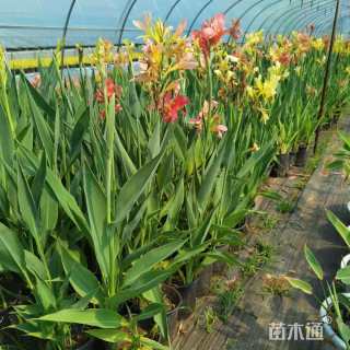 高度25厘米水生美人蕉