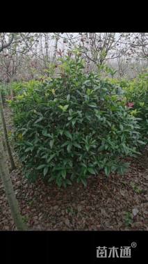 冠幅100厘米四季桂球