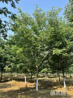 16公分秋紫白蜡