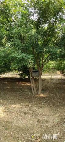 高度300厘米丛生国槐