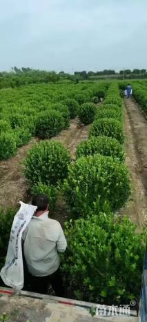 高度200厘米大叶黄杨