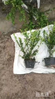 高度30厘米龟甲冬青小苗