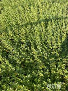 高度30厘米迎春花