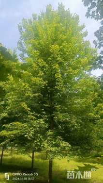 15公分美国红枫