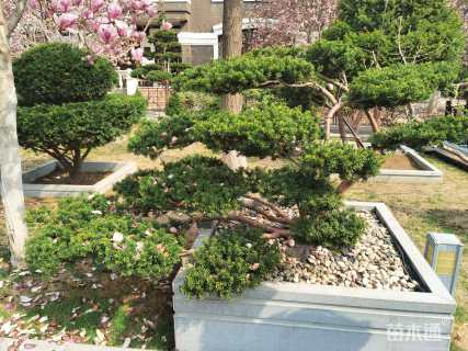 16公分东北红豆杉