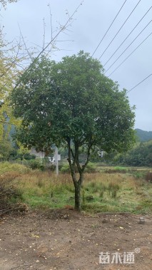 16公分桂花