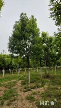 13公分秋紫白蜡