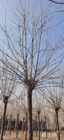 12公分白蜡
