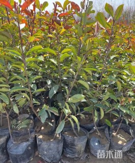 1.3公分红叶石楠