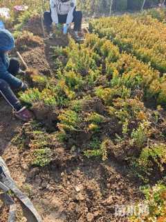 高度12厘米小叶黄杨