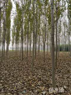 10公分毛白杨