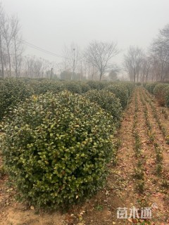 冠幅160厘米卫矛球