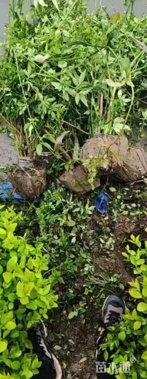 高度50厘米云南黄馨