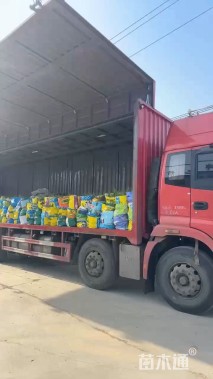 高度150厘米细叶芒