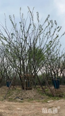55公分丛生朴树