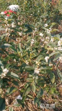 高度100厘米日香桂