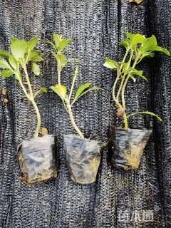 高度5厘米富贵草