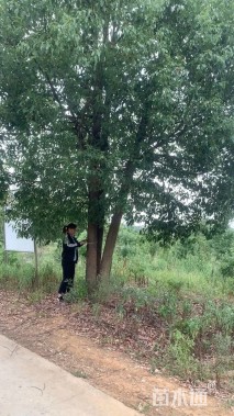 50公分(3杆)丛生香樟