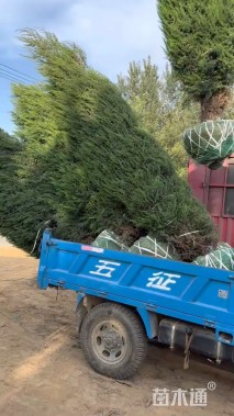 高度350厘米圆柏