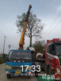 20公分乌桕