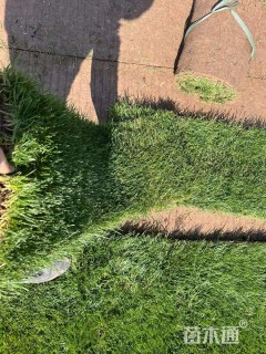 草卷状草皮