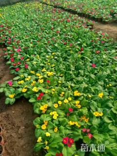 高度10厘米报春花