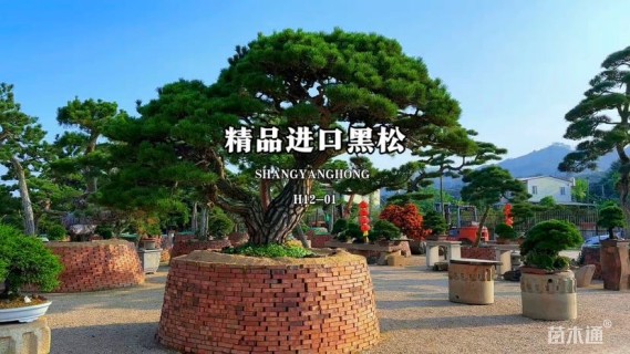 高度100厘米黑松