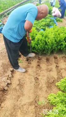 高度35厘米小叶黄杨
