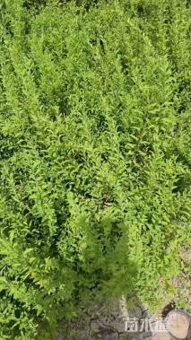 高度60厘米喷雪花