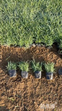 高度20厘米欧石竹